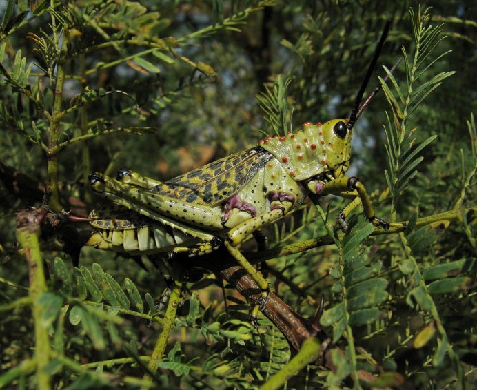 Обои на телефон кузнечик вертикальные