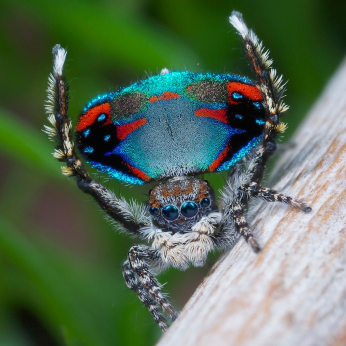 Черный кузнечик