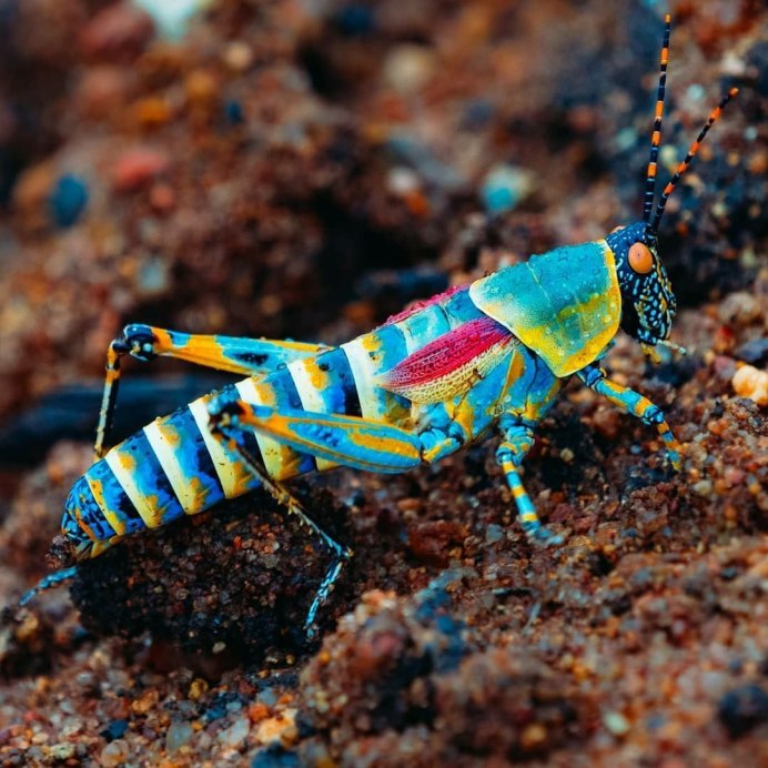 Перуанский кузнечик