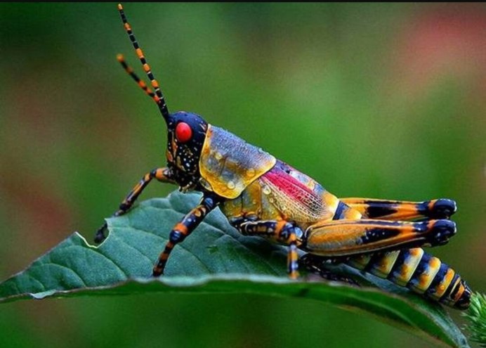 Павлиний паук (Maratus volans)