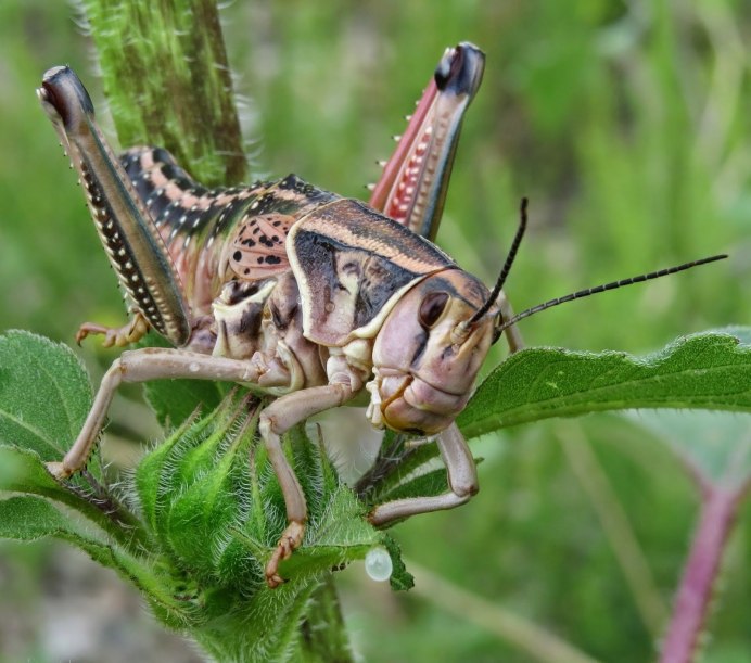 Кузнечик бородавочник