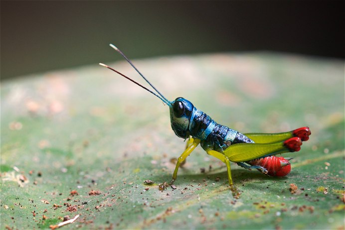 Саранча гигантская зеленая