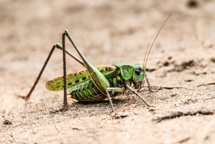 Neobarrettia spinosa кузнечик