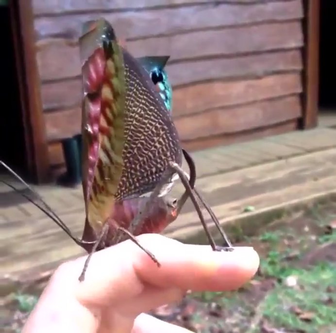 Экзотические насекомые