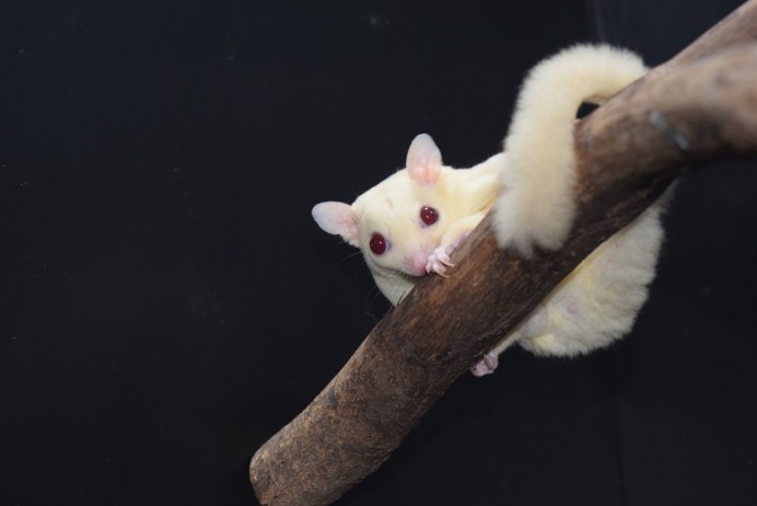 Nielsen "the Sugar Glider"