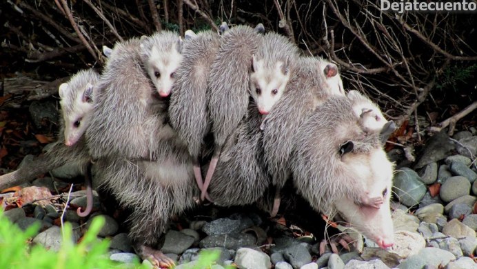 Awesome Possum Vernon