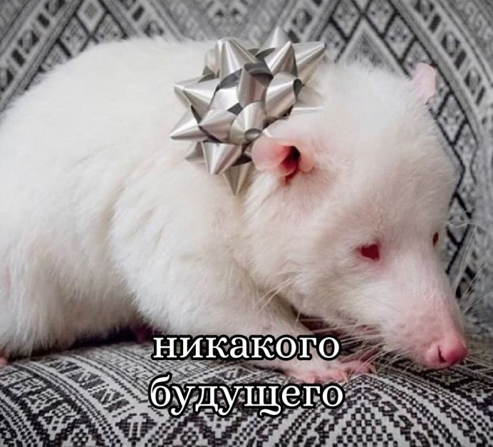 Опоссум альбинос фото
