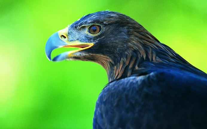 Синий ястреб