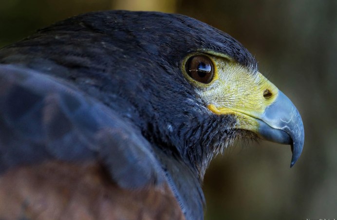 Дикие птицы