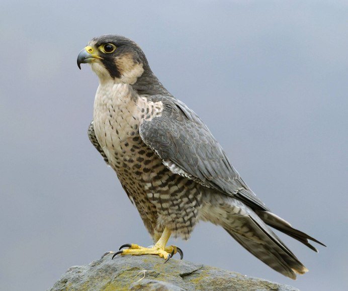 Хоккей сини жёлтые команды