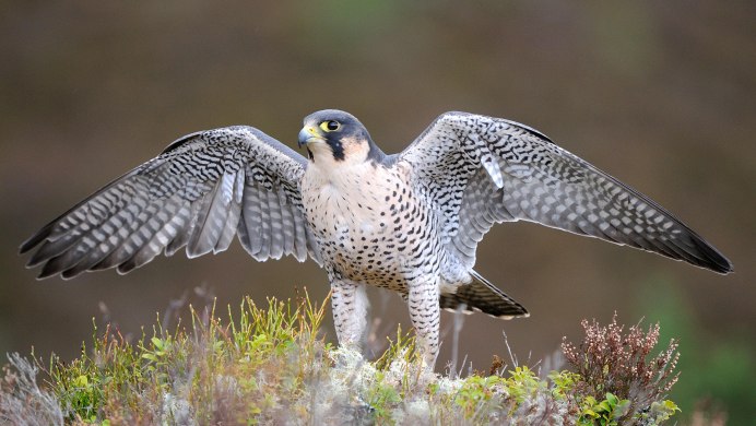 Сокол Сапсан пикирует