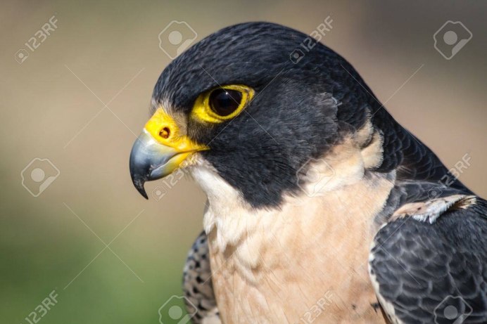 Коршун тетеревятник