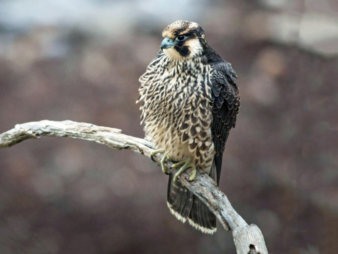 Неоновые картинки на рабочий стол