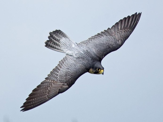 Красивые логотипы орла