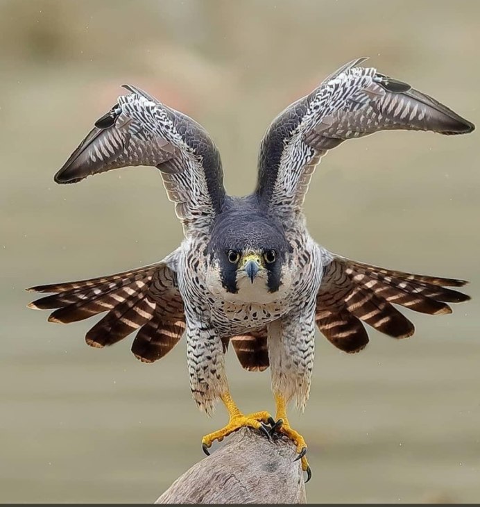 Эмблемы Орлов