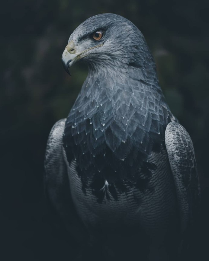 Сокол Сапсан Шахин