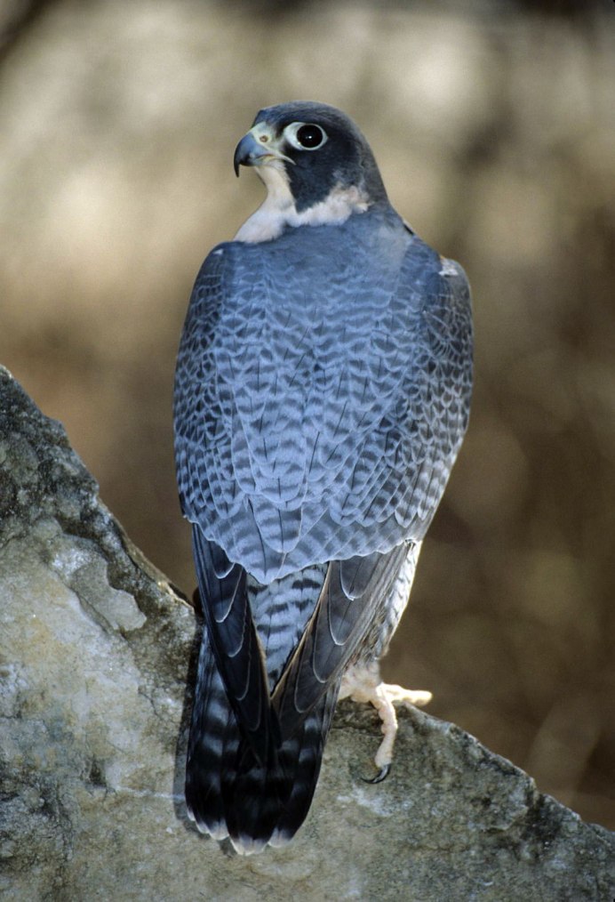 Кречет балобан