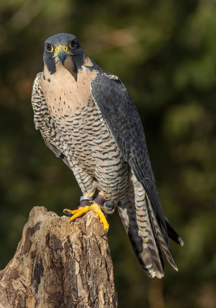 Самая быстрая птица Сапсан