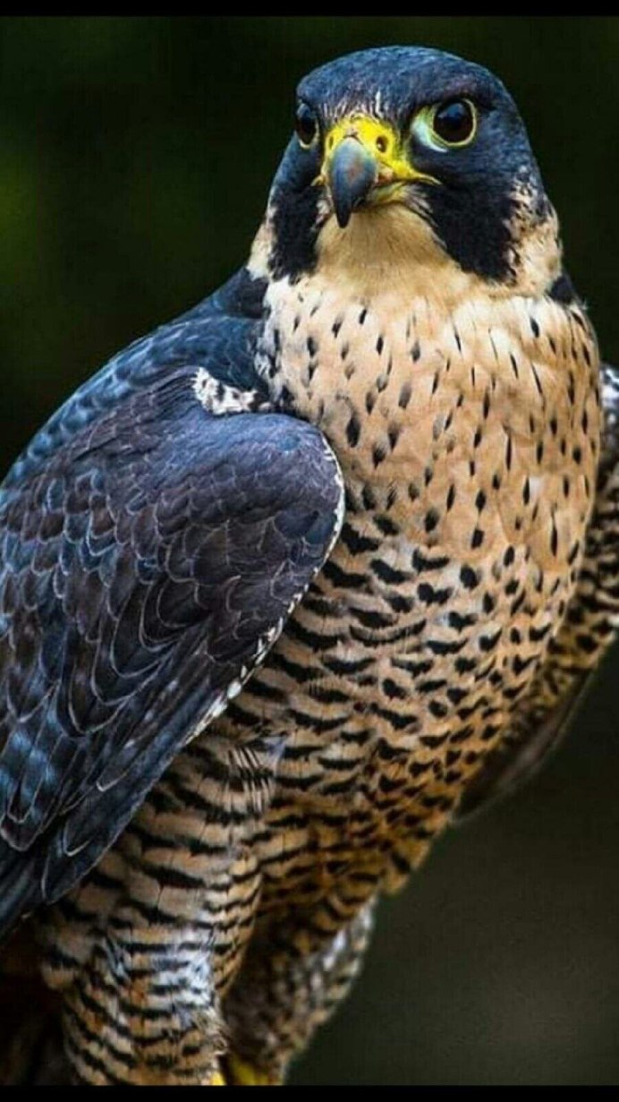 Орлан логотип