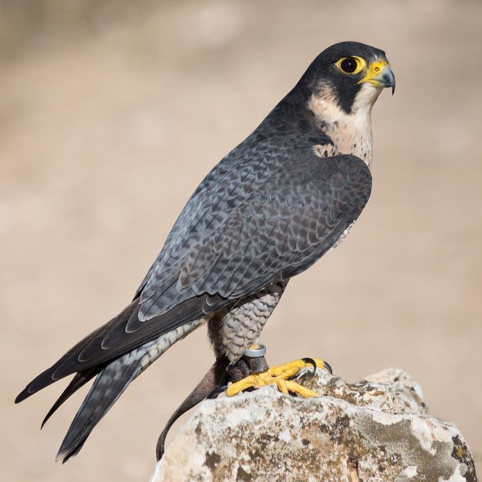 Сапсан. Балобан