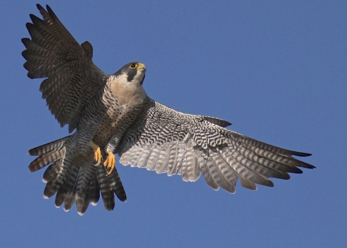 Сапсаны МГУ