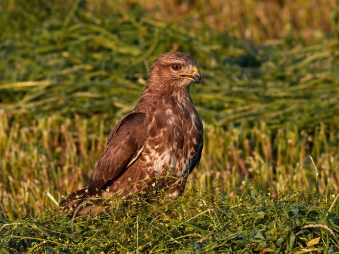 Фото канюк для фотошопа
