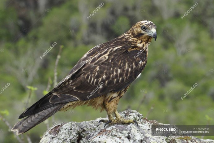 Галапагосы Коршун