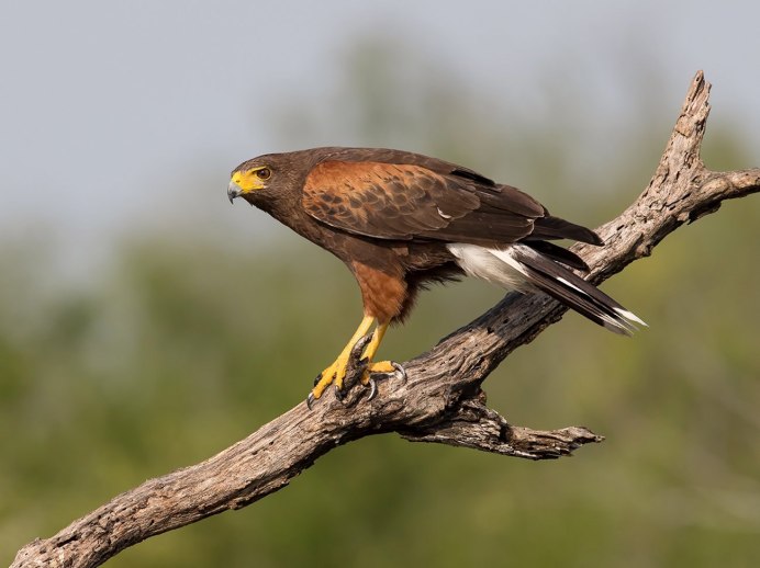 Обыкновенный канюк