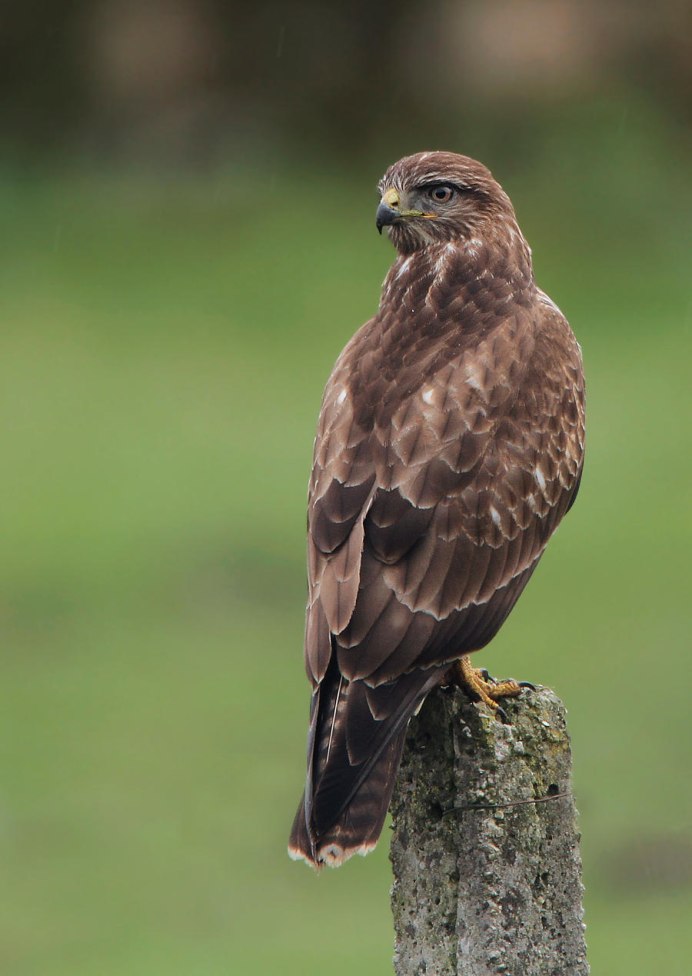 Африканский венценосный Орел