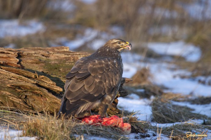 Галапагосский канюк рисунки