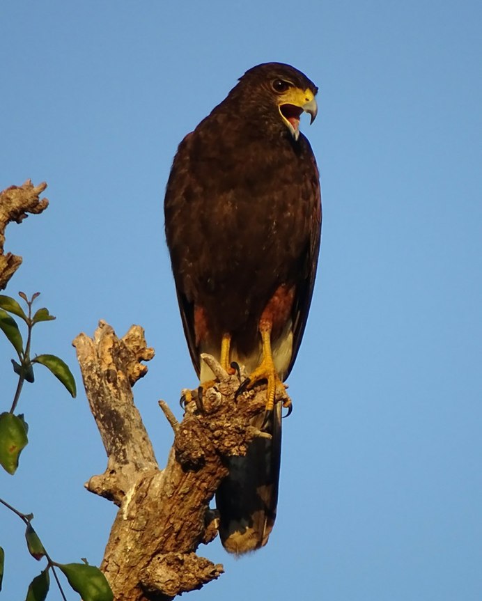 Ястреб коричневый