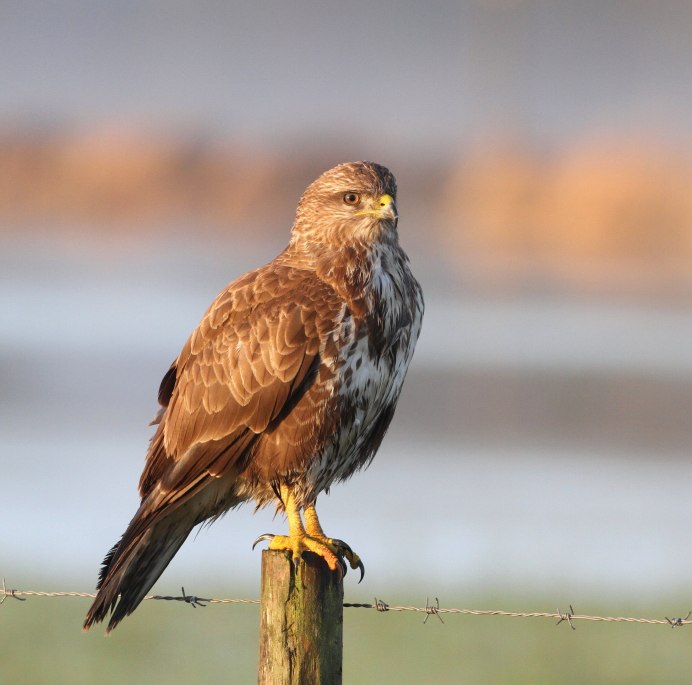 Канюк самка