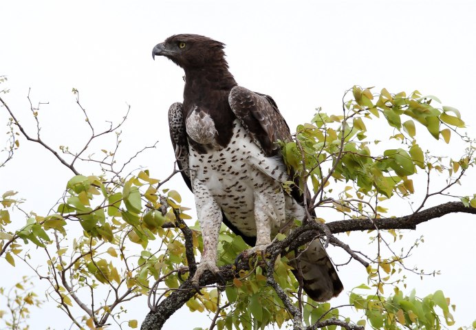 Луговой канюк
