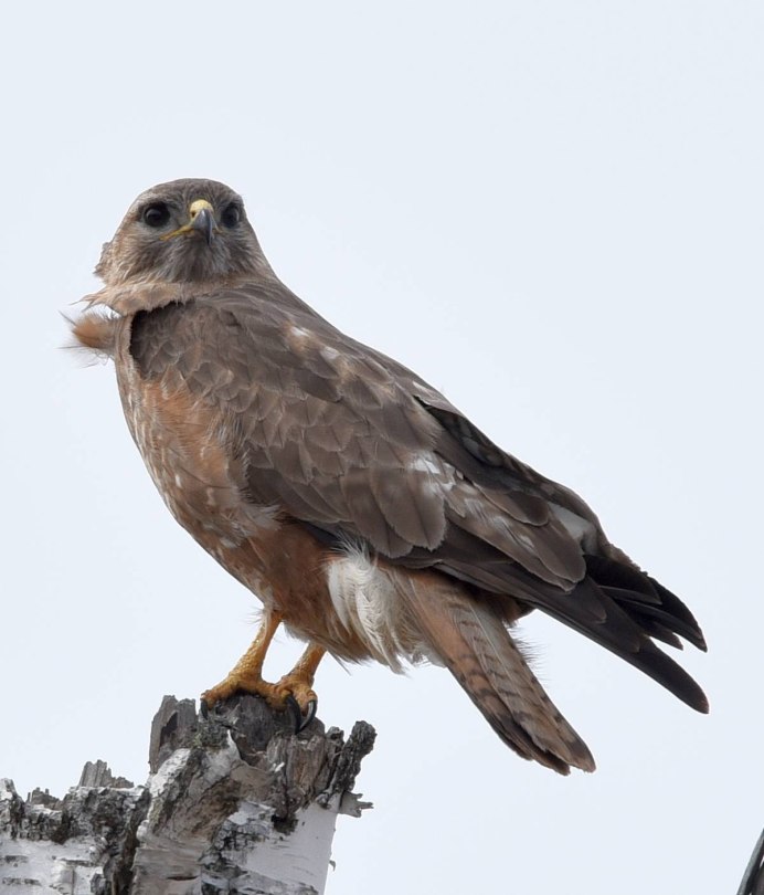 Канюк Европейский