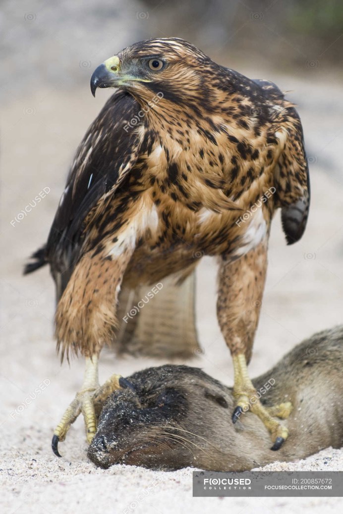 Галапагосские КАНЮКИ