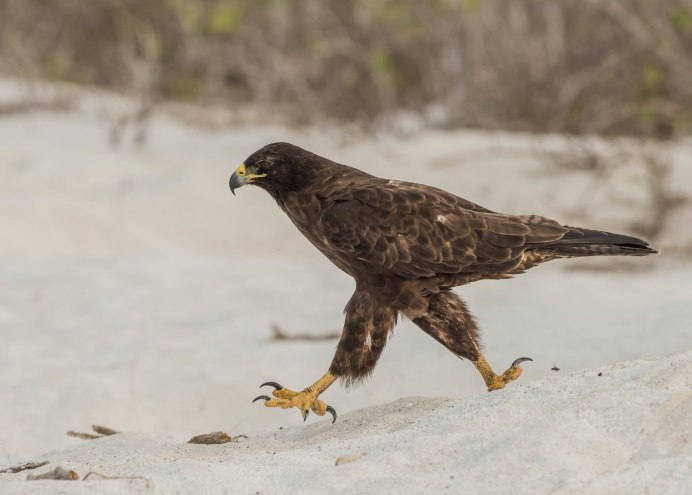 Лапы Канюка