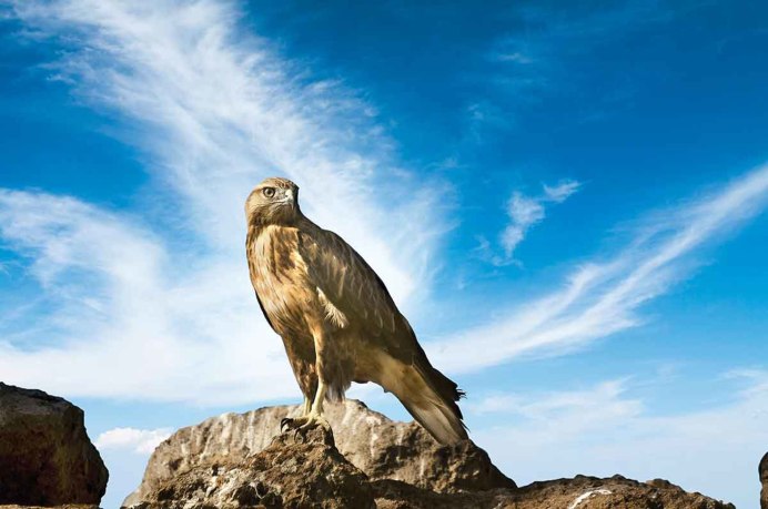 Канюк в полете вид снизу