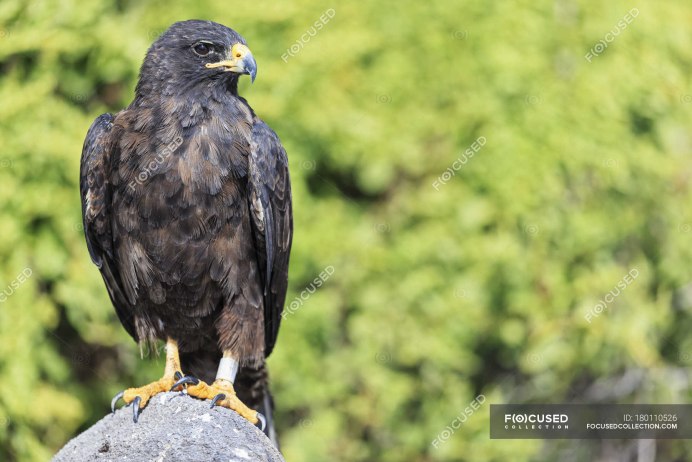 Хоук ястреб