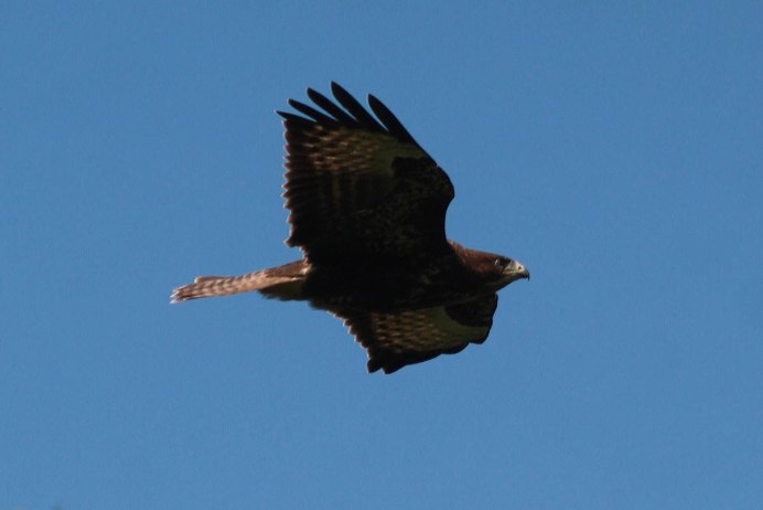 Обыкновенный канюк светлая МОРФА