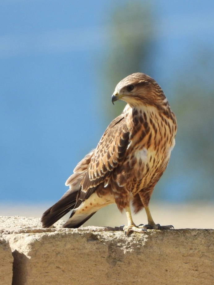 Галапагосский Сарыч