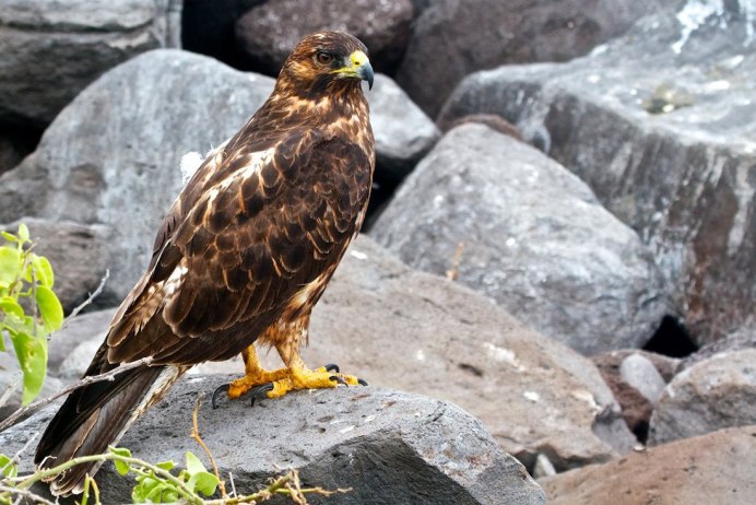 Галапагосский Сарыч