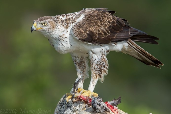 Ястреб канюк Орел