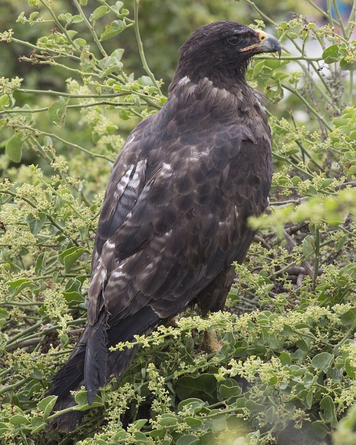 Саранчовый канюк