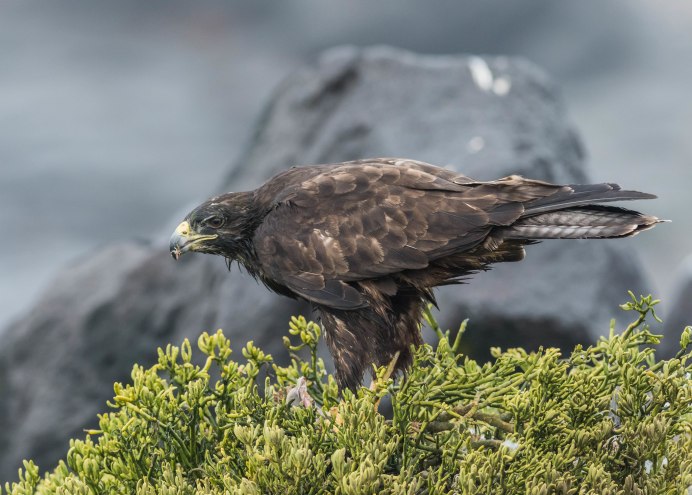 Обыкновенный канюк Buteo Buteo