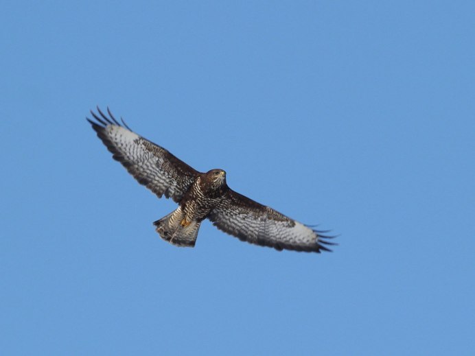 Buteo Galapagoensis