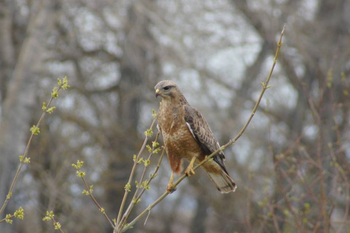 Маркиян Канюка фото