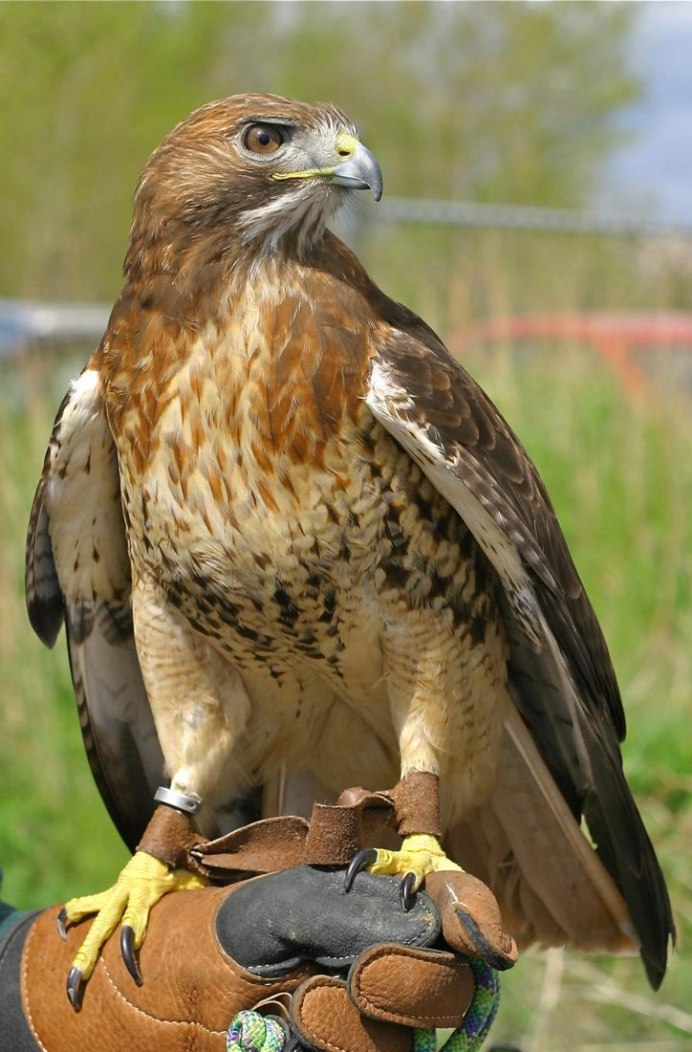 Лапы Канюка