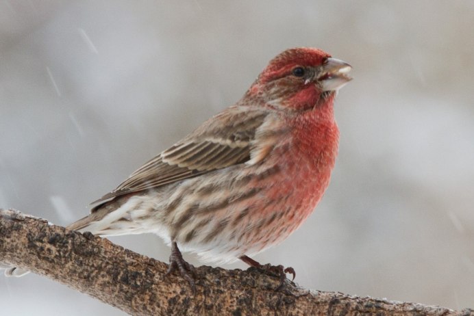 Розовый танагровый певун / Cardellina versicolor