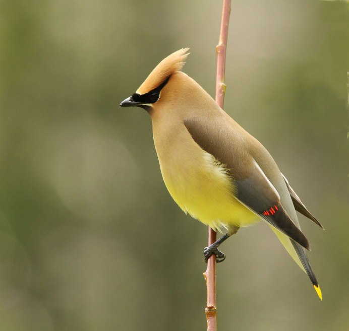Свиристель (Bombycilla garrulus)