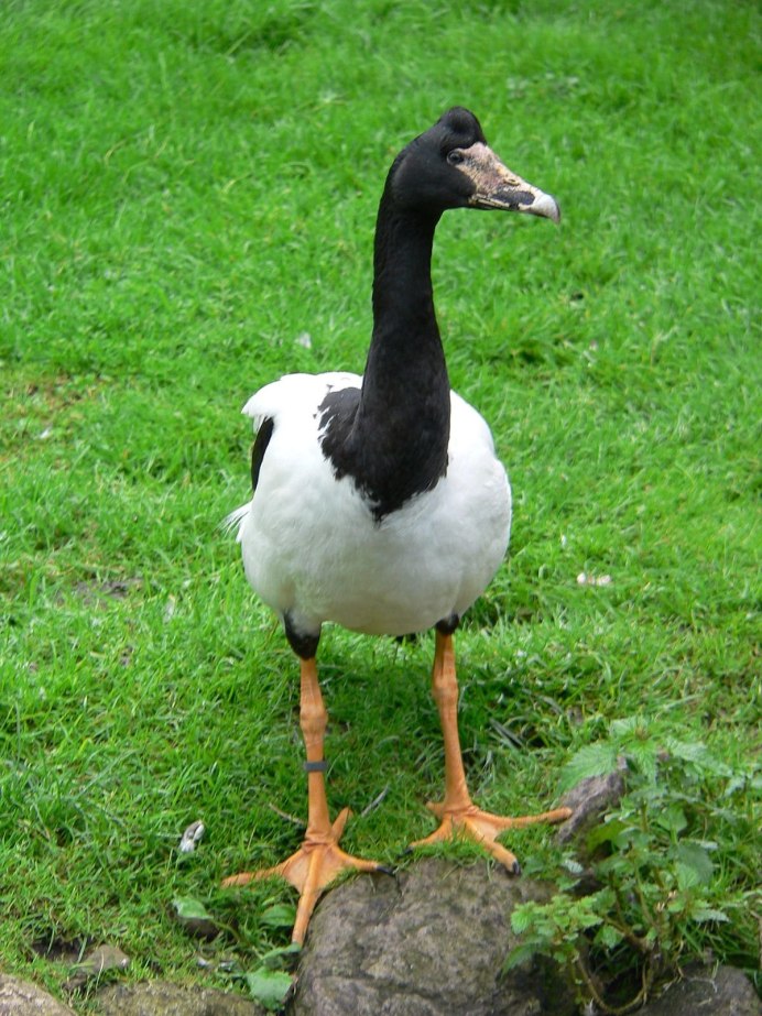 Сноу Гус (Snow Goose)